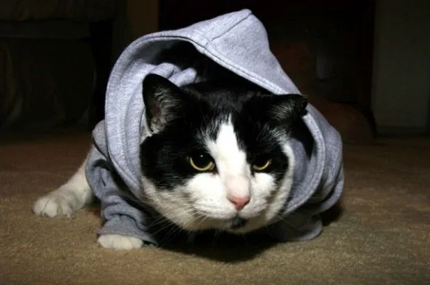 Gatos tiernos con ropa - Imagui