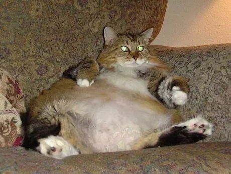 los gatos mas tiernos,feos,gordos del mundo - Taringa! los gatos mas tiernos,feos,gordos del mundo - Taringa!