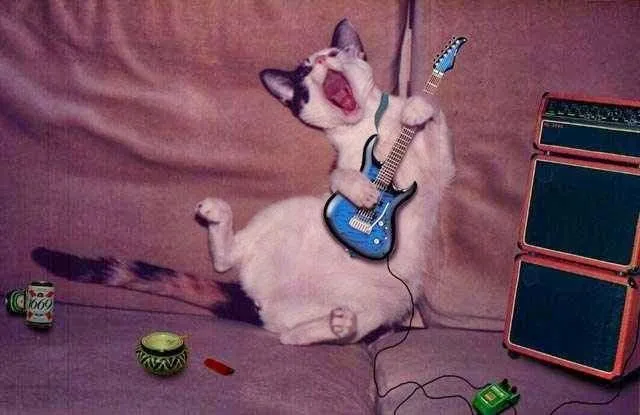 Gatos Tocando Instrumentos