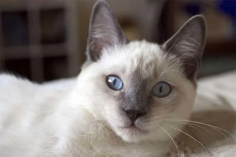 Gatos traviesos ~ Diario de un analista.