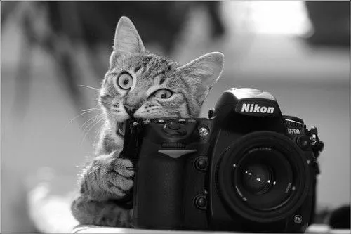 Gatos Tumblr