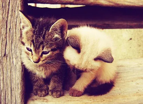 Gatitos tumblr - Imagui