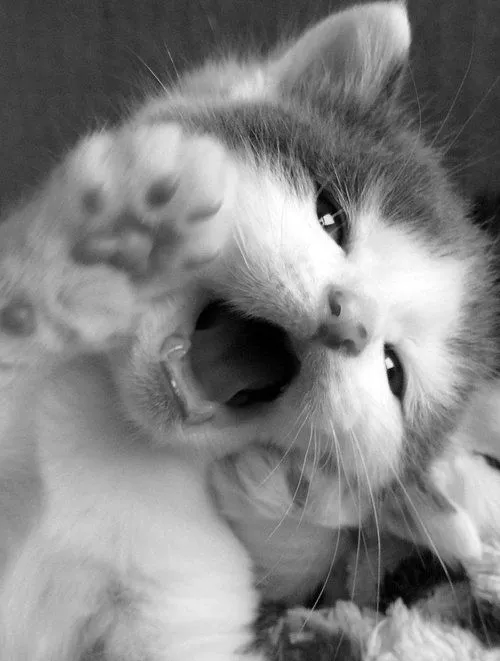 Tumblr de gatos - Imagui