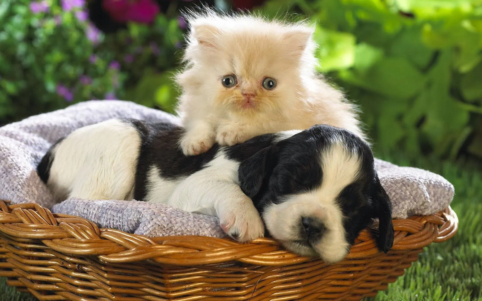 Perritos y gatitos tiernos y juntos - Imagui Perritos y gatitos tiernos y juntos - Imagui