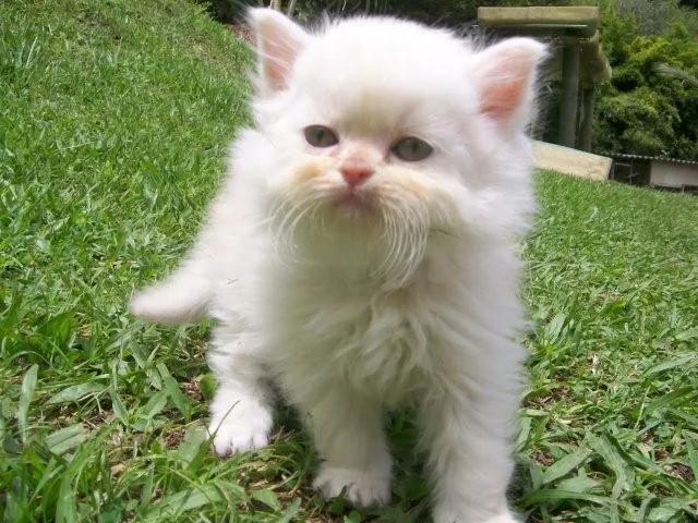 gatosss