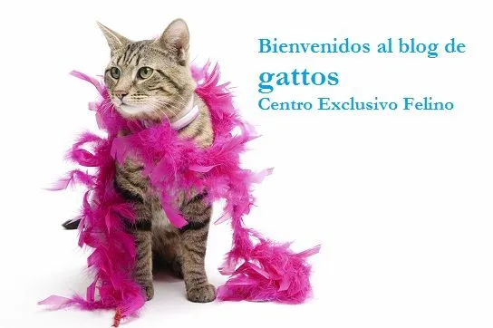 gattosblog: LILIACEAS, FLORES MORTALES PARA LOS GATOS gattosblog: LILIACEAS, FLORES MORTALES PARA LOS GATOS