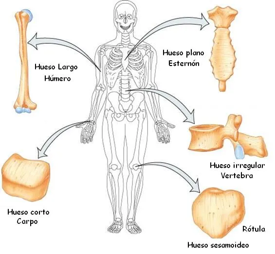 Desde las gavetas de mi escritorio: Clasificación de los huesos ...