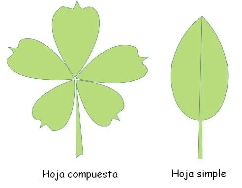 Desde las gavetas de mi escritorio: Función de las hojas en las ... Desde las gavetas de mi escritorio: Función de las hojas en las ...