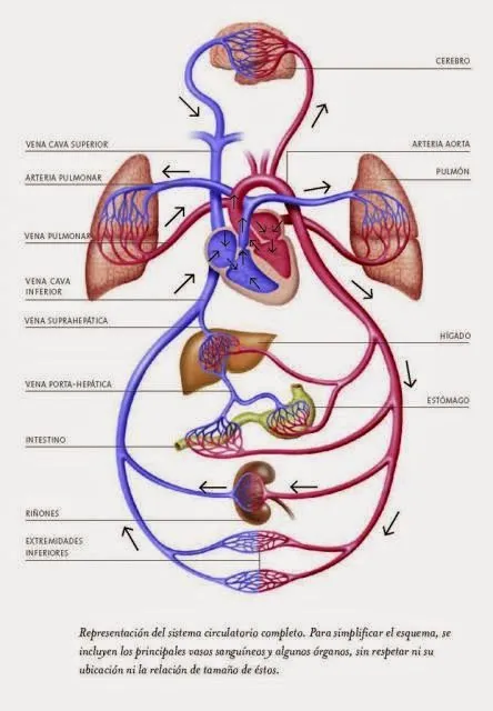 Desde las gavetas de mi escritorio: Funciones y componentes del ...