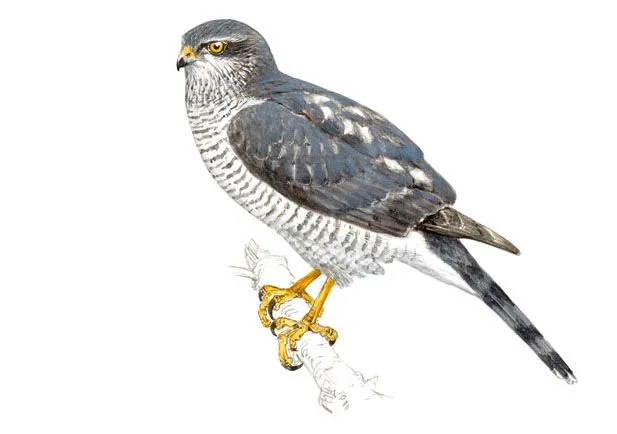 Gavilán común | SEO/BirdLife