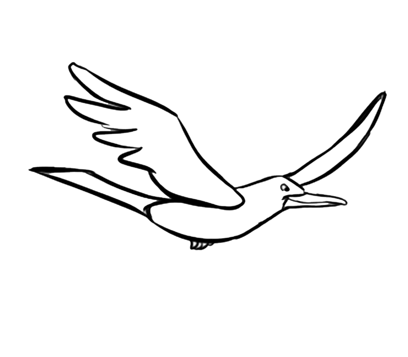 Dibujos de gaviotas volando - Imagui