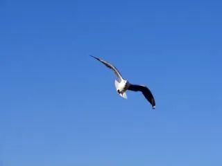 gaviota en movimiento | Descargar Fotos gratis gaviota en movimiento | Descargar Fotos gratis