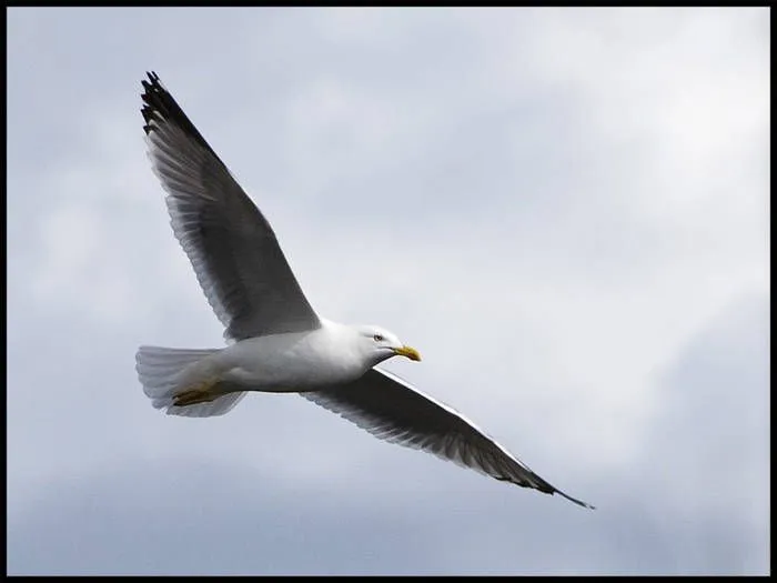 Gaviota volando