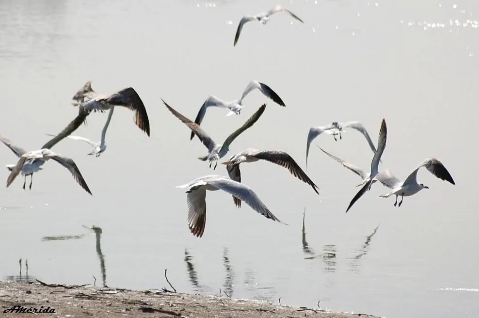 GAVIOTAS A CONTRALUZ DE UN AMANECER por Antonio Mérida Villar ... GAVIOTAS A CONTRALUZ DE UN AMANECER por Antonio Mérida Villar ...