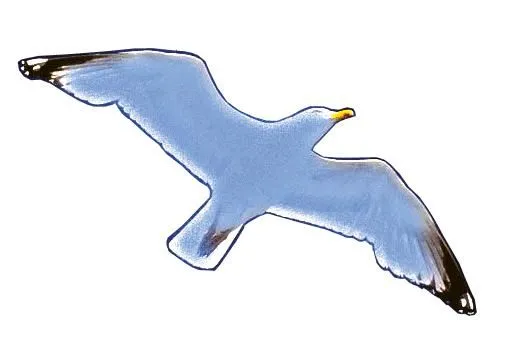 Gaviotas volando dibujos - Imagui
