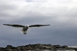 Gaviotas Volando | Fotos y Vectores gratis