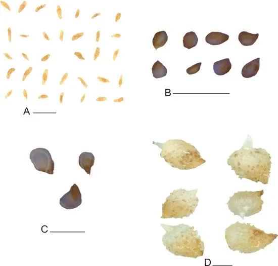 Gayana. Botánica - CARACTERIZACION MORFOMETRICA DE LA GERMINACION ... Gayana. Botánica - CARACTERIZACION MORFOMETRICA DE LA GERMINACION ...