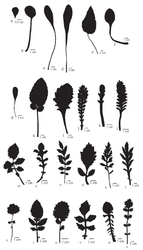 Gayana. Botánica - Revisión del género Valeriana (Valerianaceae ... Gayana. Botánica - Revisión del género Valeriana (Valerianaceae ...