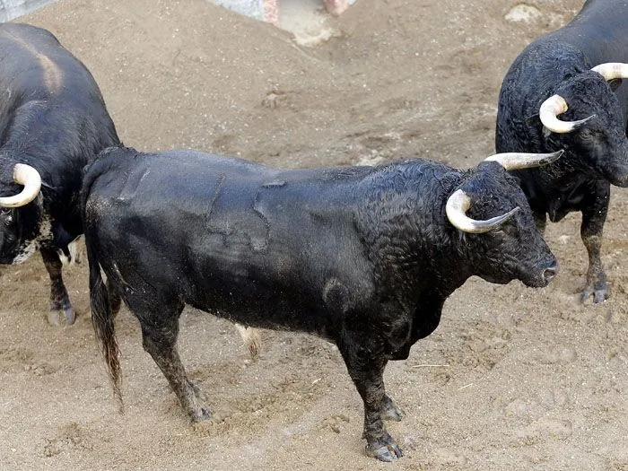 Gelán Noticias: TOROS.- Sorteadas las reses de la ganadería de ...