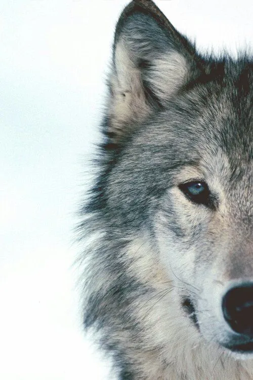 Lobo png - Imagui