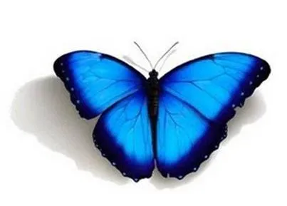 De mariposas sin fondo - Imagui