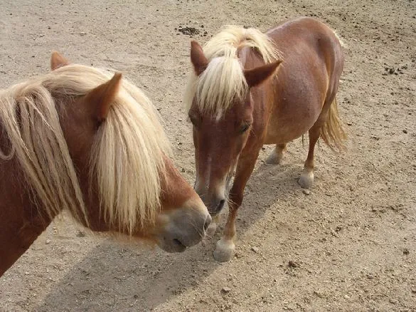 Gemelos