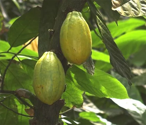 Mejora genética del cacao