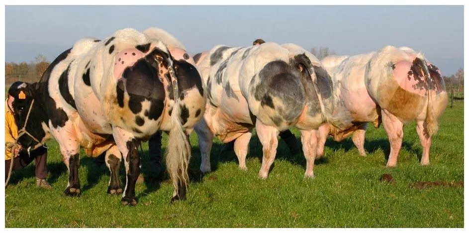 Generalidades de la Ganadería Bovina.: Belgian Blue (Blanco Azul ...
