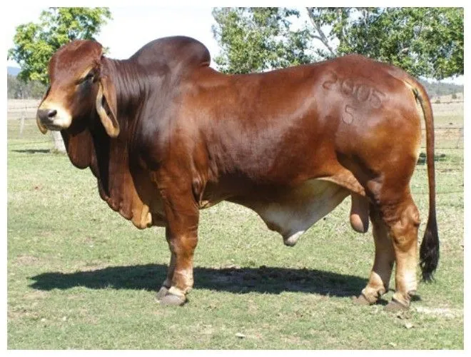 Generalidades de la Ganadería Bovina.: Brahman Generalidades de la Ganadería Bovina.: Brahman