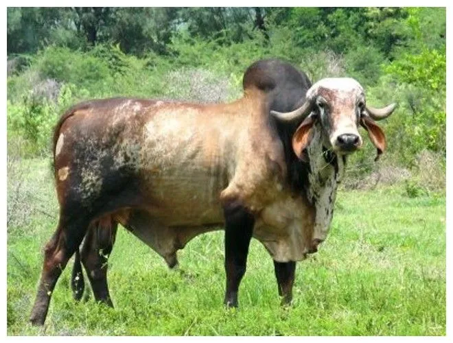Generalidades de la Ganadería Bovina.: Cebú Generalidades de la Ganadería Bovina.: Cebú
