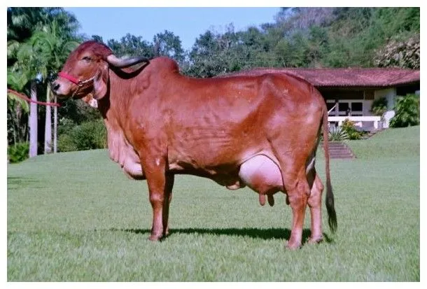 Generalidades de la Ganadería Bovina.: Gyr