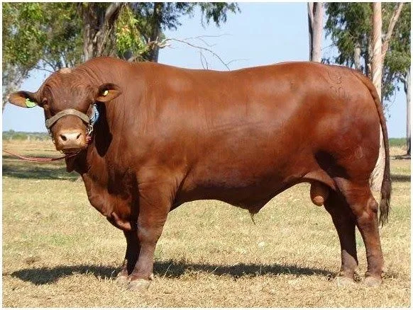Generalidades de la Ganadería Bovina.: Senepol Generalidades de la Ganadería Bovina.: Senepol