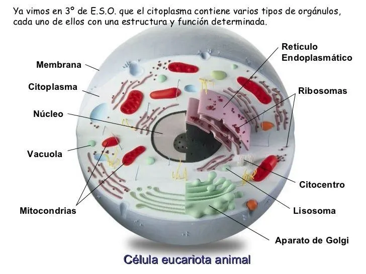 Genetica