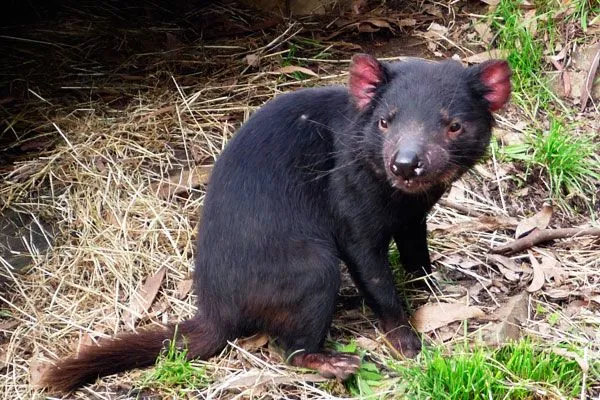 El muñeco de tasmania - Imagui