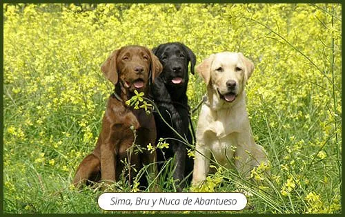Genética | Labrador Retriever