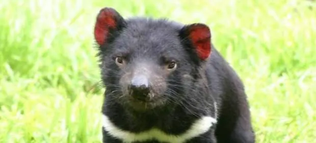 La agresividad de los demonios de Tasmania los hace propensos a ... La agresividad de los demonios de Tasmania los hace propensos a ...