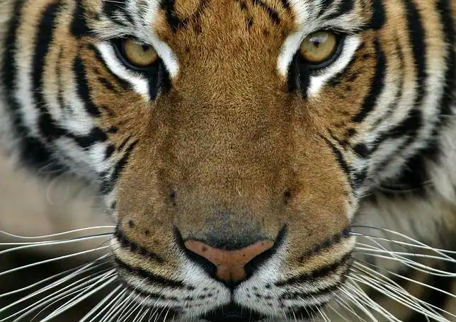 El genoma de los grandes felinos, revelado - ABC.es El genoma de los grandes felinos, revelado - ABC.es