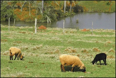 Geografia - Ensinar e aprender: Espaço Rural Brasileiro Geografia - Ensinar e aprender: Espaço Rural Brasileiro