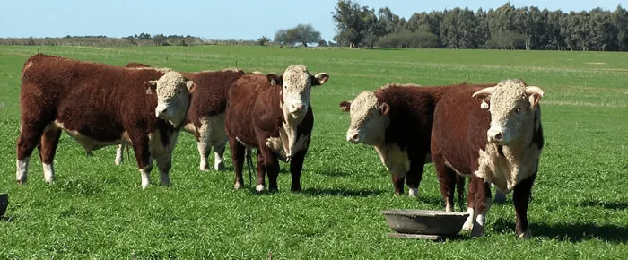 Geografía Tercer Año: La Ganadería en el Uruguay (Ranching in Uruguay) Geografía Tercer Año: La Ganadería en el Uruguay (Ranching in Uruguay)