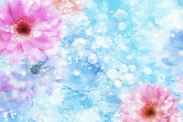 Gerberas rosas sobre fondo azul (10239)