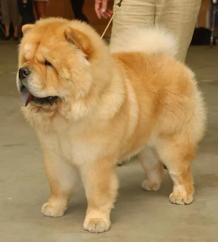 Germany, Altdorf (NetChows.com Chow-Chow Shownews) Germany, Altdorf (NetChows.com Chow-Chow Shownews)