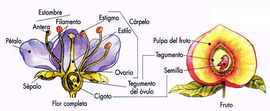 Germinacion de una Flor Juego Para Aprender las Nombres de las Flores