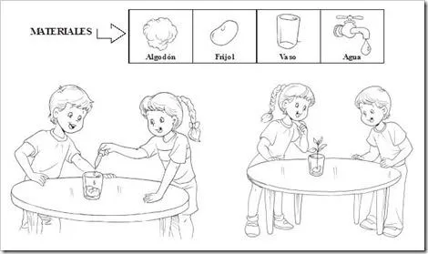 Imágenes para colorear de la germinacion - Imagui