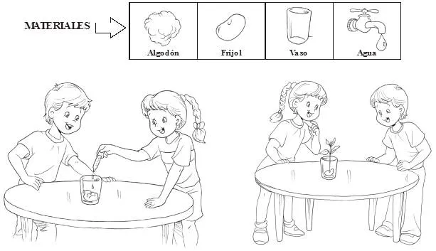 La germinacion para niños para colorear - Imagui La germinacion para niños para colorear - Imagui
