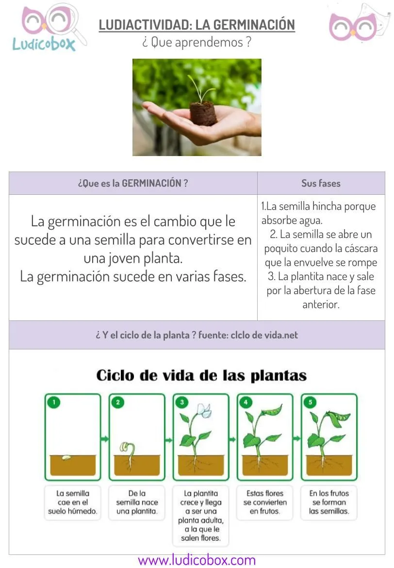 Germinación de las plantas: ¿como explicar a niños este proceso? - Ludicobox Germinación de las plantas: ¿como explicar a niños este proceso? - Ludicobox