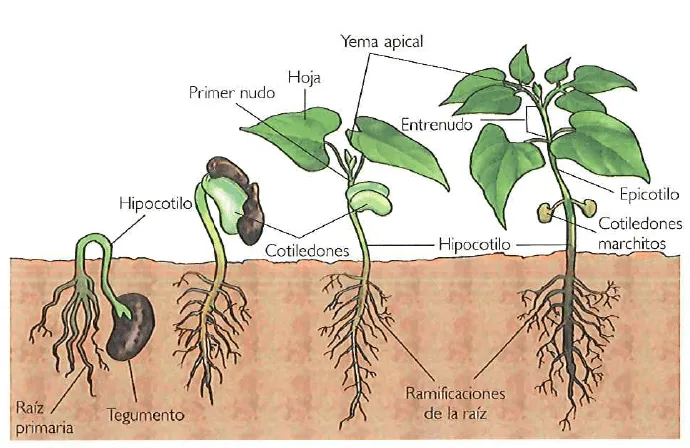 La Germinación es Importante y Delicada! | Hidroponía Saltillo La Germinación es Importante y Delicada! | Hidroponía Saltillo