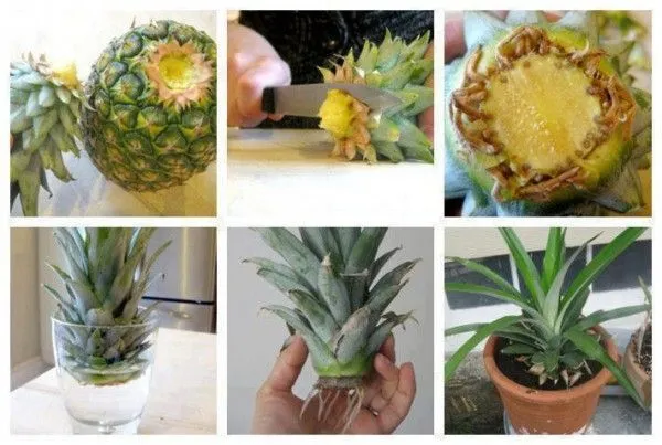 Como Germinar Una Piña Sin Semilla