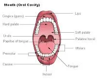 gerson: La boca y sus partes