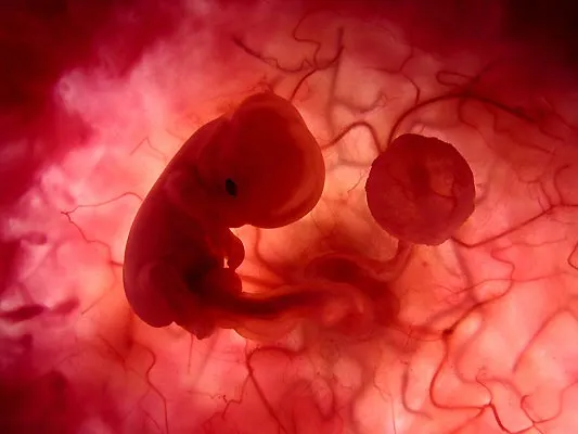 La Gestacion de un Bebe en imagenes - Taringa! La Gestacion de un Bebe en imagenes - Taringa!
