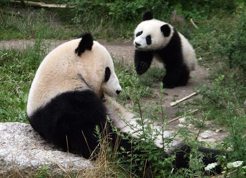 Giant Panda Bear (Ailuropoda melanoleuca) - Animals - A-Z Animals ...